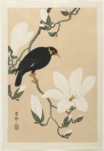 Mainá de colina en una rama de magnolia, mediados del siglo XX de Ohara Koson